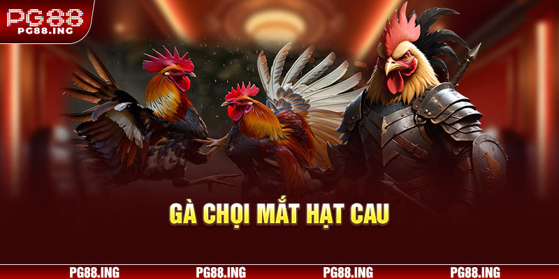 gà chọi mắt hạt cau