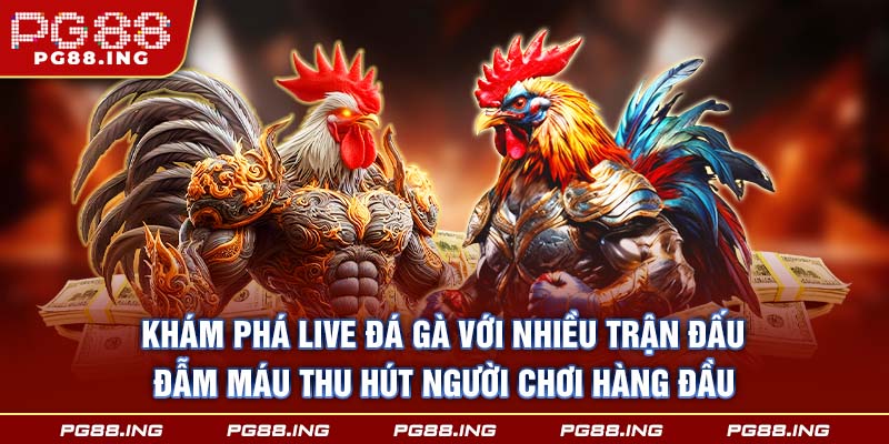 Khám phá live đá gà với nhiều trận đấu đẫm máu thu hút người chơi hàng đầu